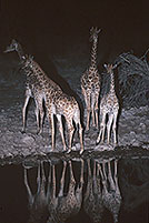 Giraffes at waterhole, Etosha NP, Namibia -  Girafes au pt d'eau   14719