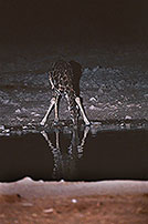 Giraffe drinking, Etosha NP, Namibia -  Girafe buvant la nuit 14720