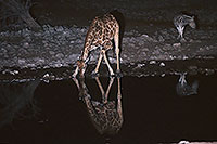 Giraffe drinking, Etosha NP, Namibia -  Girafe buvant la nuit 14721