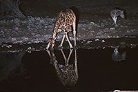 Giraffe drinking, Etosha NP, Namibia - Girafe buvant la nuit 14721 Giraffe drinking, Etosha NP, Namibia - Girafe buvant la nuit 14721