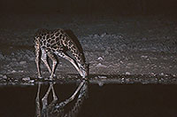 Giraffe drinking, Etosha NP, Namibia - Girafe buvant la nuit 14722 Giraffe drinking, Etosha NP, Namibia - Girafe buvant la nuit 14722