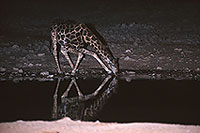 Giraffe drinking, Etosha NP, Namibia -  Girafe buvant la nuit 14723