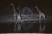 Giraffes at waterhole, Etosha NP, Namibia - Girafes au pt d'eau 14724 Giraffes at waterhole, Etosha NP, Namibia - Girafes au pt d'eau 14724