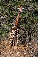 Giraffe, Kruger NP, S. Africa -  Girafe 14725