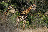 Giraffe, Kruger NP, S. Africa -  Girafe 14726