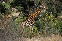 Giraffe, Kruger NP, S. Africa - Girafe 14726 Giraffe, Kruger NP, S. Africa - Girafe 14726