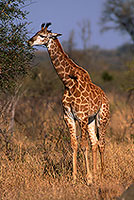 Giraffe (young), Kruger NP, S. Africa -  Jeune Girafe 14728