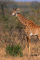 Giraffe (young), Kruger NP, S. Africa -  Jeune Girafe 14730