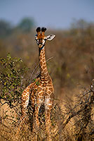 Giraffe (young), Kruger NP, S. Africa -  Jeune Girafe 14733