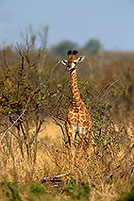 Giraffe (young), Kruger NP, S. Africa -  Jeune Girafe 14734