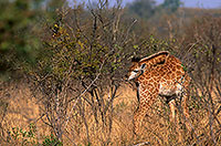 Giraffe (young), Kruger NP, S. Africa -  Jeune Girafe 14736