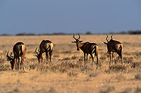 Red hartebeest, Kruger NP, S. Africa -  Bubale rouge  14749