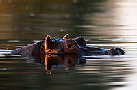 Hippo, Moremi reserve, Botswana - Hippopotame   14751