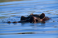 Hippo, Moremi reserve, Botswana - Hippopotame   14752