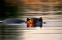 Hippo, Moremi reserve, Botswana - Hippopotame   14753