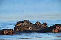 Hippo, Moremi reserve, Botswana - Hippopotame   14754