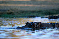 Hippo, Moremi reserve, Botswana - Hippopotame   14755