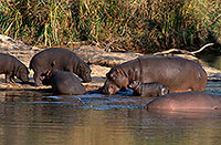 Hippo, group, Kruger NP, S. Africa - Hippopotames   14758