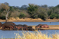 Hippo, group, Kruger NP, S. Africa - Hippopotames   14761