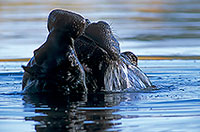 Hippos fighting, Moremi reserve, Botswana - Hippopotame   14762