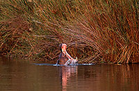 Hippo, Moremi reserve, Botswana - Hippopotame   14763