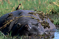 Hippo, Moremi reserve, Botswana - Hippopotame   14764