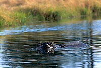 Hippo, Moremi reserve, Botswana - Hippopotame   14767