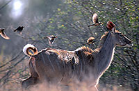 Greater Kudu, S. Africa, Kruger NP -  Grand Koudou  14841