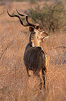 Greater Kudu, S. Africa, Kruger NP -  Grand Koudou  14842