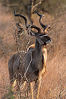 Greater Kudu, S. Africa, Kruger NP -  Grand Koudou  14843
