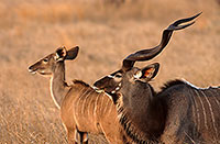 Greater Kudu, S. Africa, Kruger NP -  Grand Koudou  14844