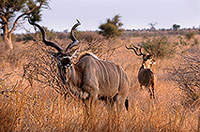 Greater Kudu, S. Africa, Kruger NP - Grand Koudou  14845