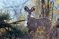 Greater Kudu, S. Africa, Kruger NP -  Grand Koudou  14846