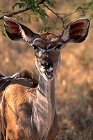 Greater Kudu, S. Africa, Kruger NP -  Grand Koudou  14851