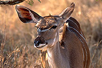 Greater Kudu, S. Africa, Kruger NP -  Grand Koudou  14852