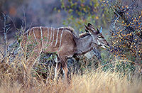 Greater Kudu, S. Africa, Kruger NP -  Grand Koudou  14853
