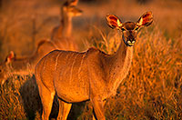 Greater Kudu, S. Africa, Kruger NP -  Grand Koudou  14854