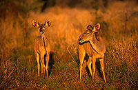 Greater Kudu, S. Africa, Kruger NP -  Grand Koudou  14856