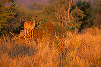 Greater Kudu, S. Africa, Kruger NP -  Grand Koudou  14858