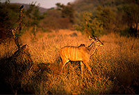 Greater Kudu, S. Africa, Kruger NP -  Grand Koudou  14859
