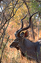 Greater Kudu, S. Africa, Kruger NP -  Grand Koudou  14863