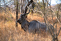 Greater Kudu, S. Africa, Kruger NP -  Grand Koudou  14865