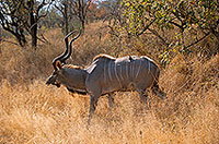 Greater Kudu, S. Africa, Kruger NP -  Grand Koudou  14866