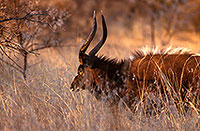 Nyala bull, Kruger NP, S. Africa -  Nyala male   14976