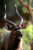 Nyala bull, Kruger NP, S. Africa -  Nyala male   14978