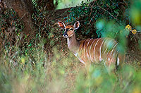 Nyala cow, Kruger NP, S. Africa -  Nyala femelle  14980