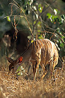Nyala cow, Kruger NP, S. Africa -  Nyala femelle  14981
