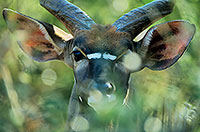 Nyala bull, Kruger NP, S. Africa -  Nyala male   14985