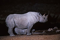 Rhinoceros (Black), Etosha NP, Namibia  -  Rhinoceros noir  14990