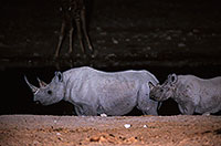 Rhinoceros (Black), Etosha NP, Namibia  -  Rhinoceros noir  14991